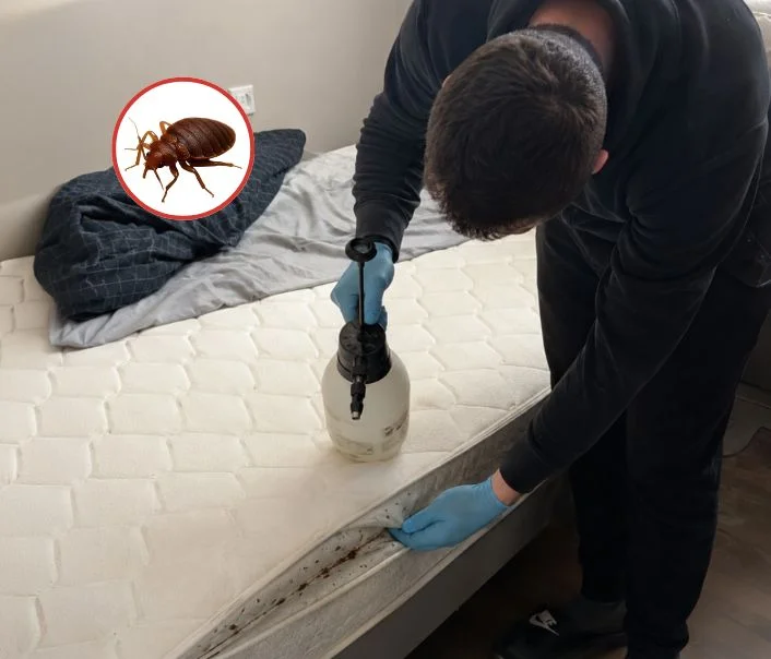 Technicien traitant un matelas contre les punaises de lit à Soignolles-en-Brie